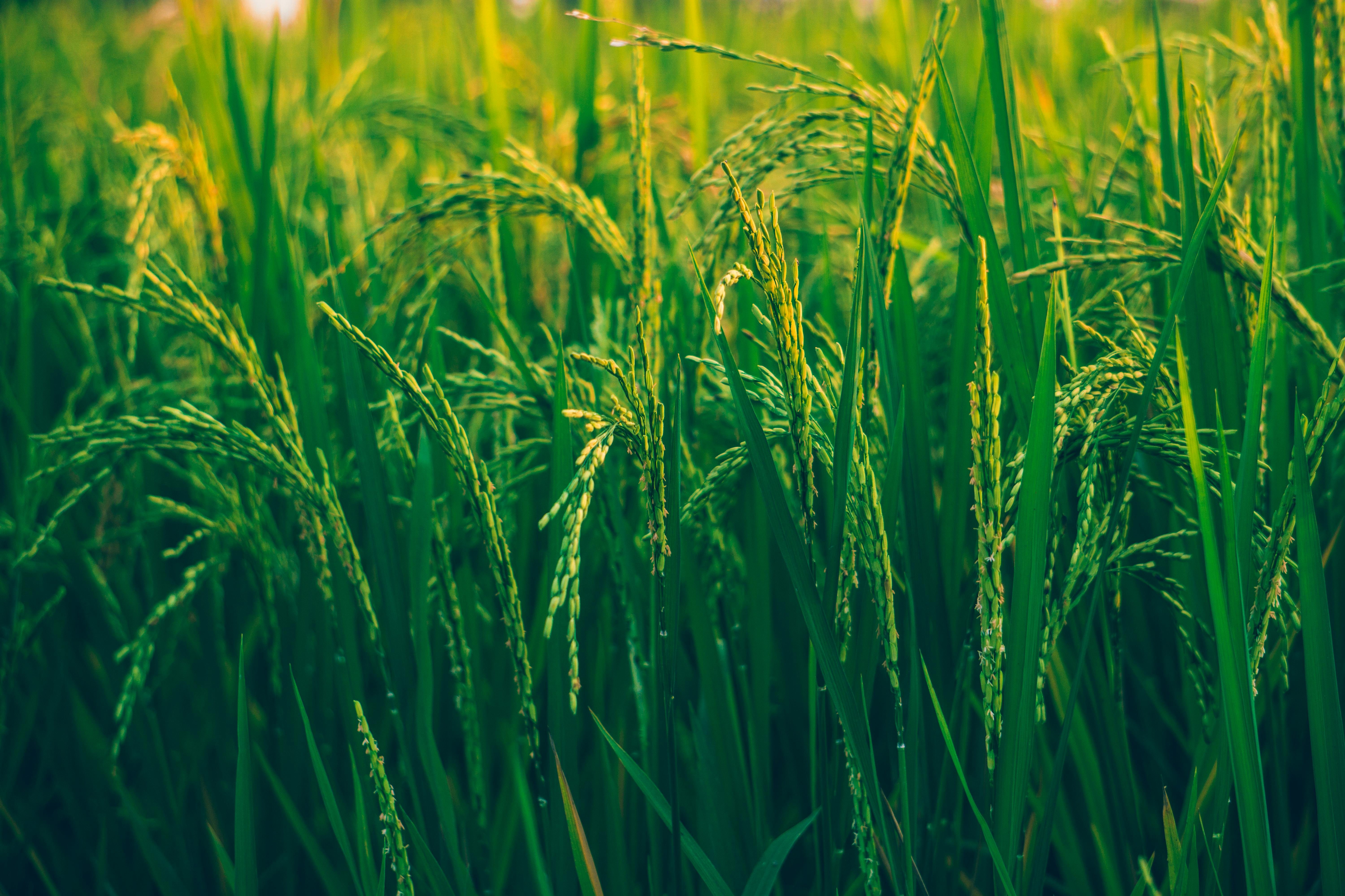 pexels ashutoshsonwani 1509607 (1)