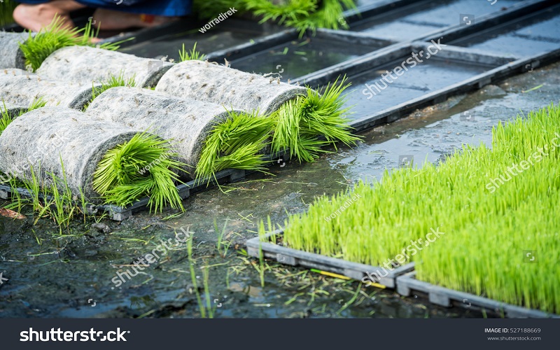 stock photo jasmine rice seedlings plant in plastic tray for paddy jasmine rice field agricultural industry 527188669